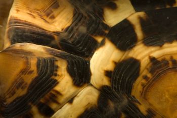 Media type: image;   Herpetology R-120270 Description: Image taken for Time and Time Again exhibit at Collection of Historical Scientific Instruments.;
